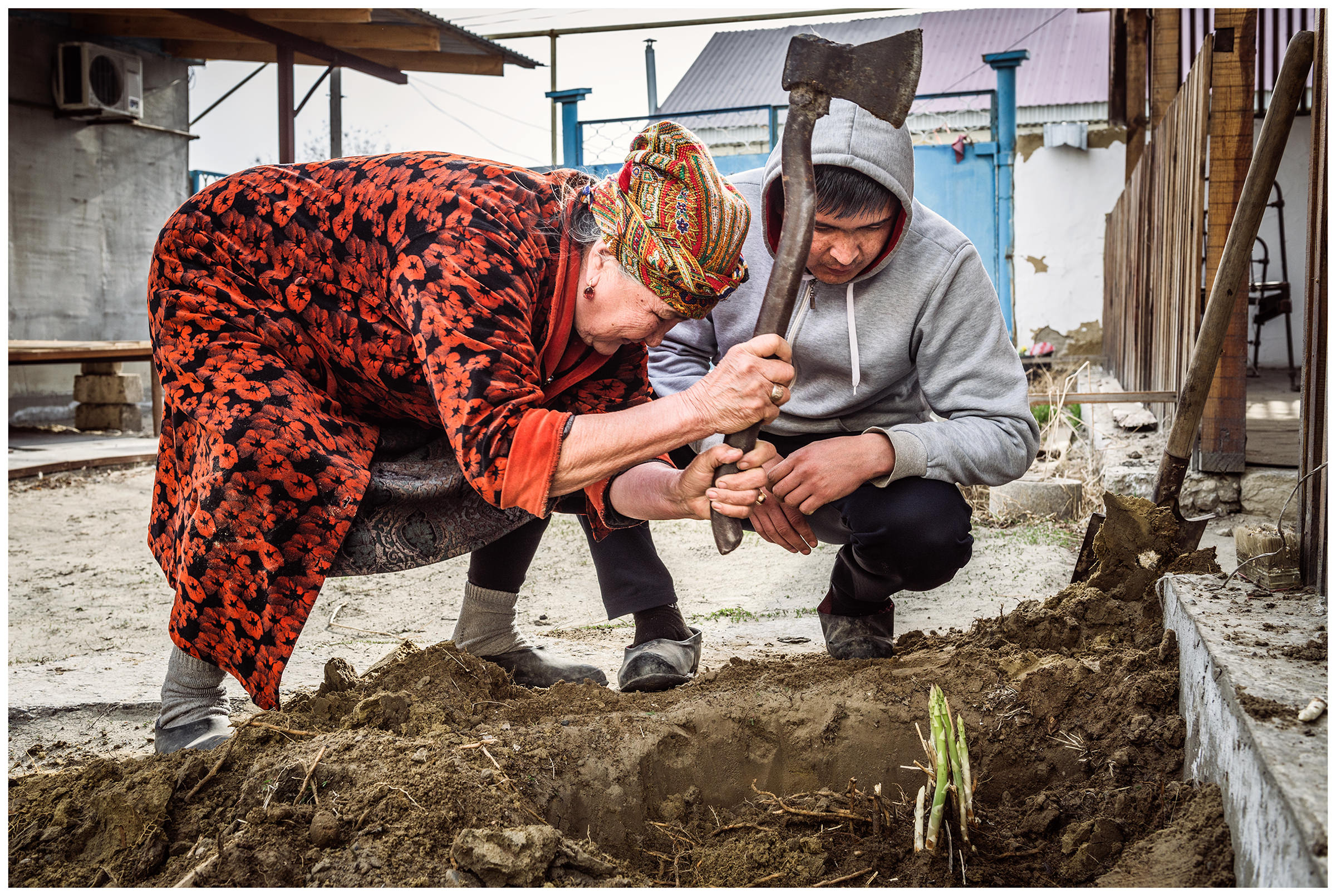 A woman and her son take asparagus from the earth in their yard to replant the plant