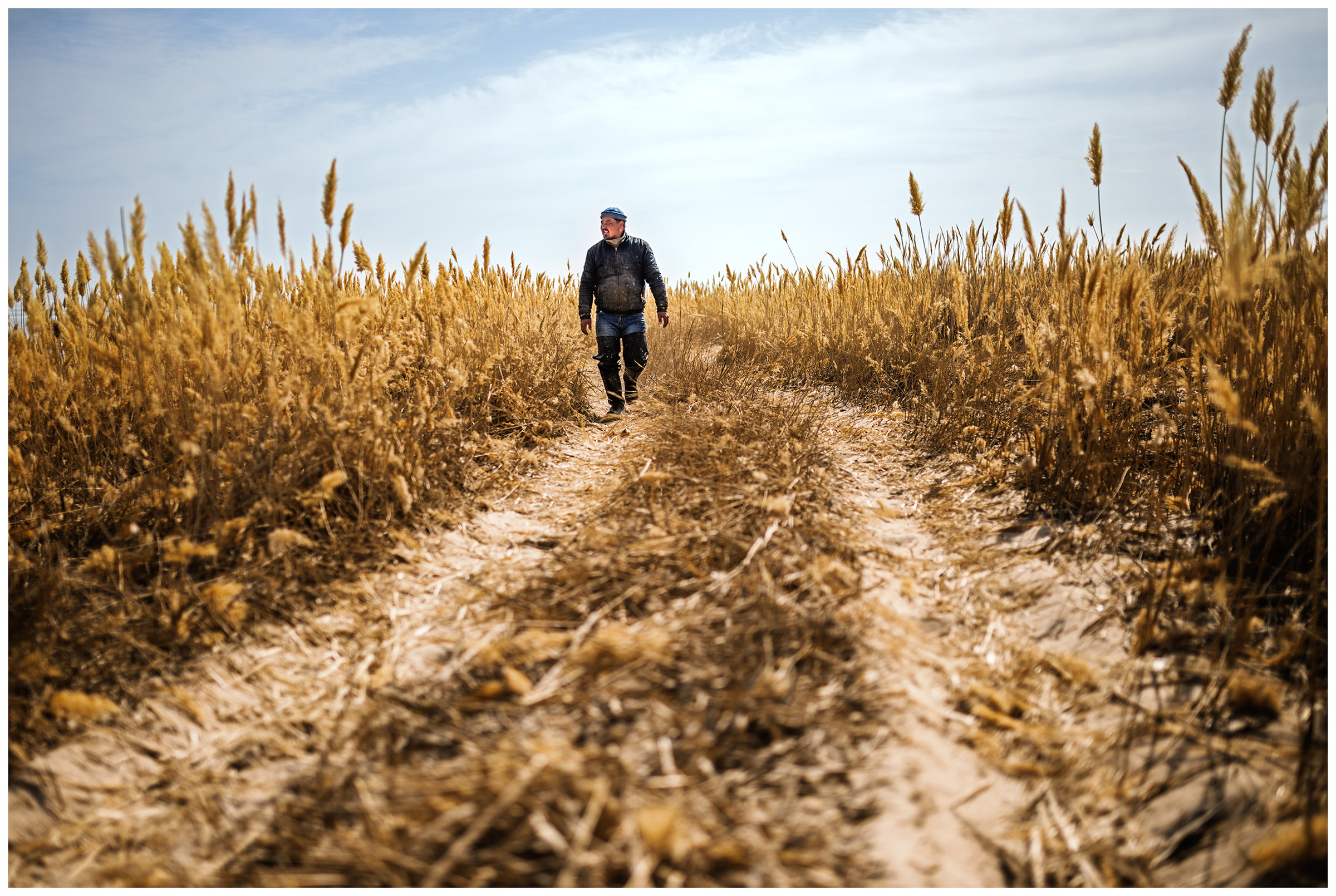 A fisherman goes from his boat to his car through the reeds