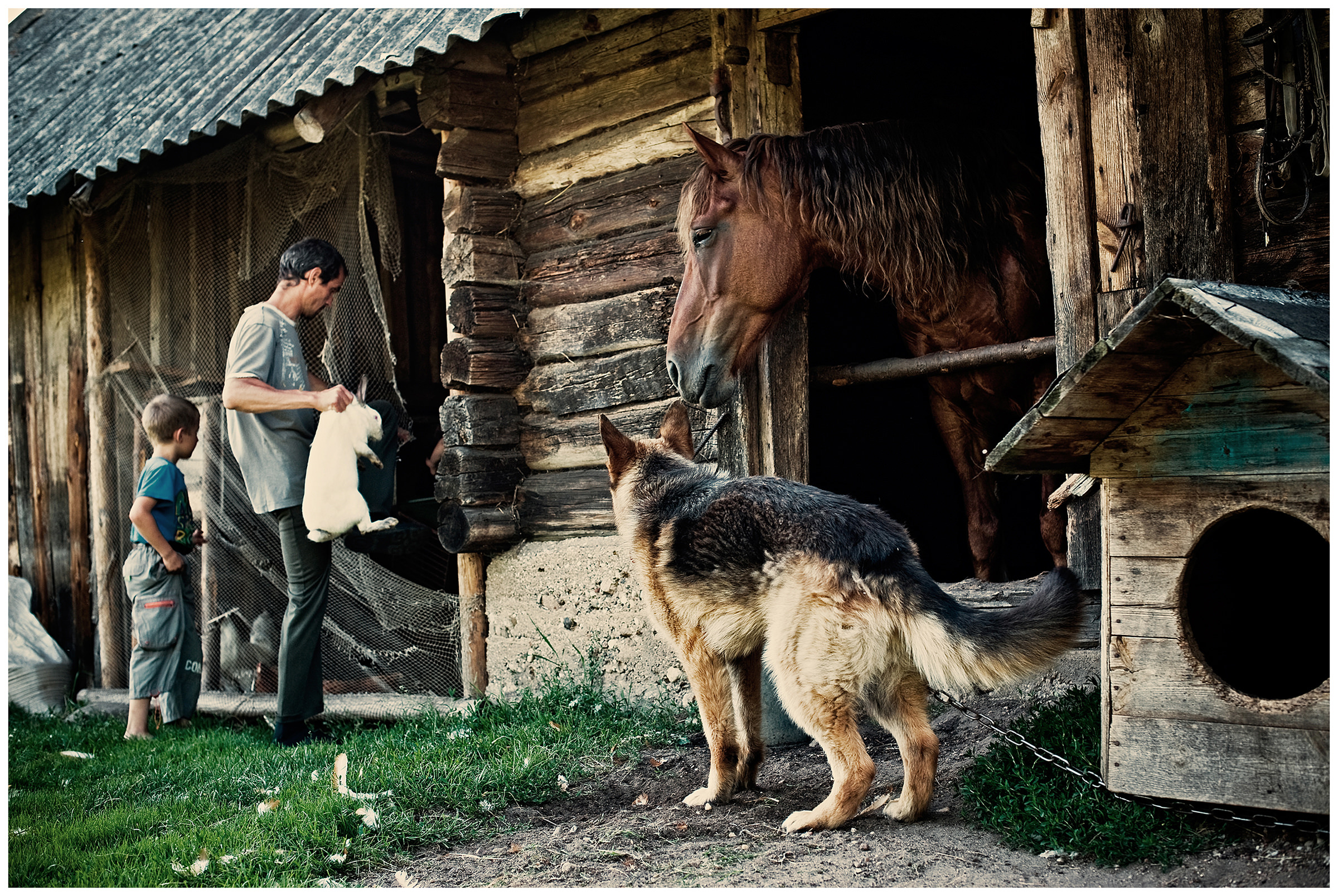 Belarus, village of Chereshlya. A man brings a rabbit to a stable. A boy, a horse and a dog watch him.