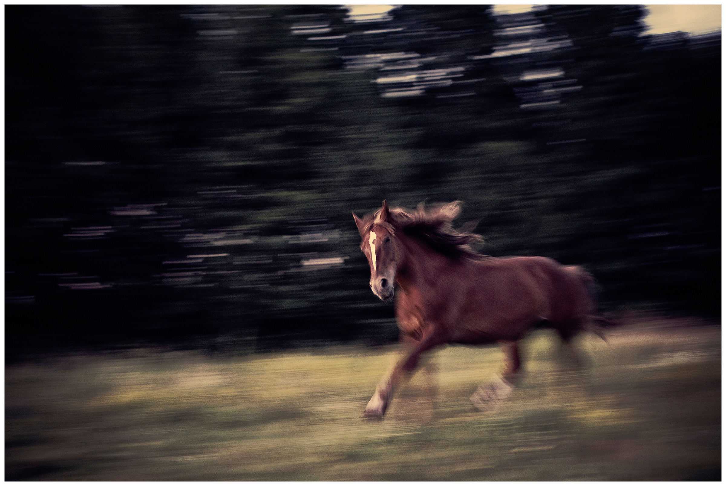 Belarus, village of Chereshlya. A horse runs through a meadow.