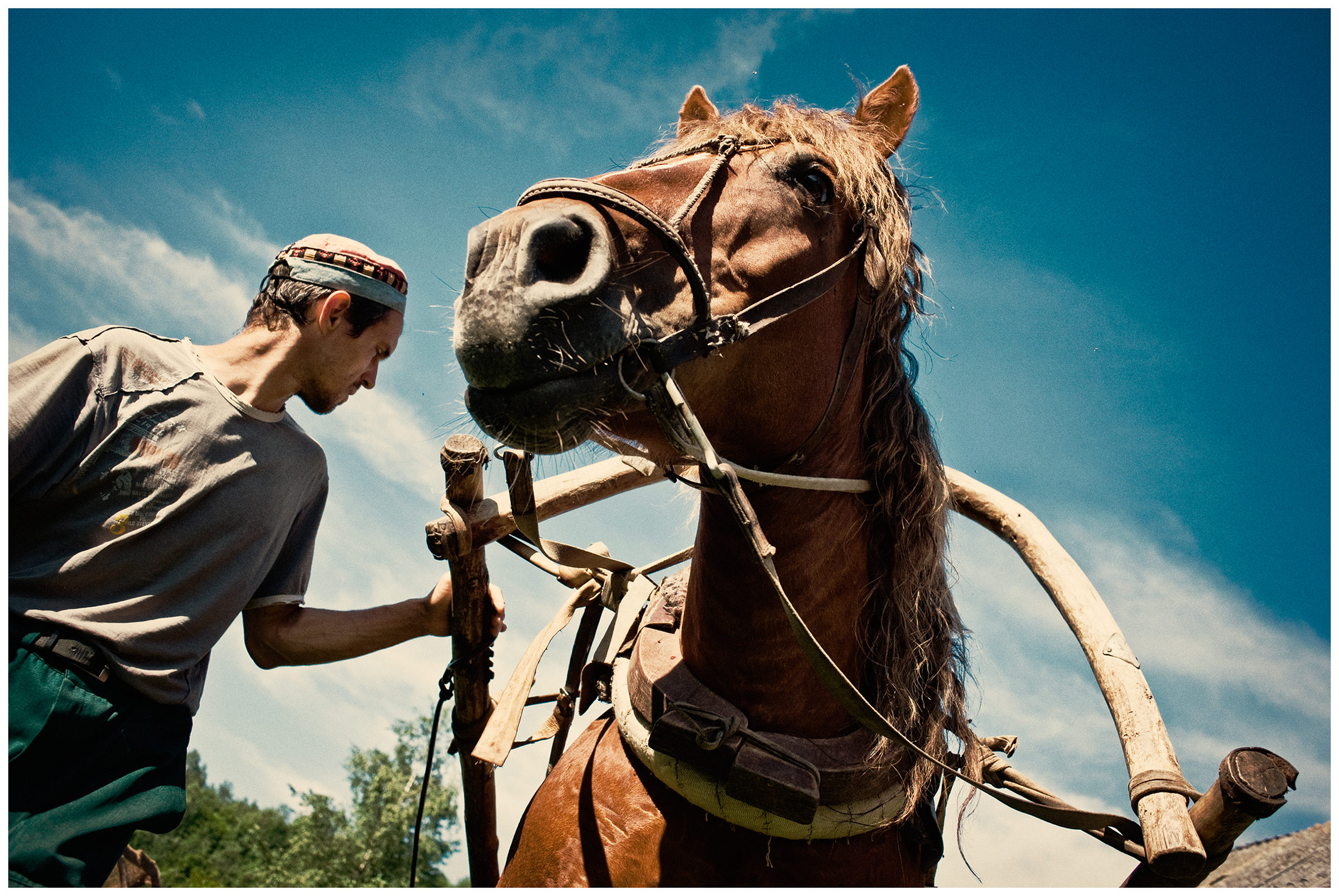 Belarus, village of Chereshlya. A man fetches hay with a horse.