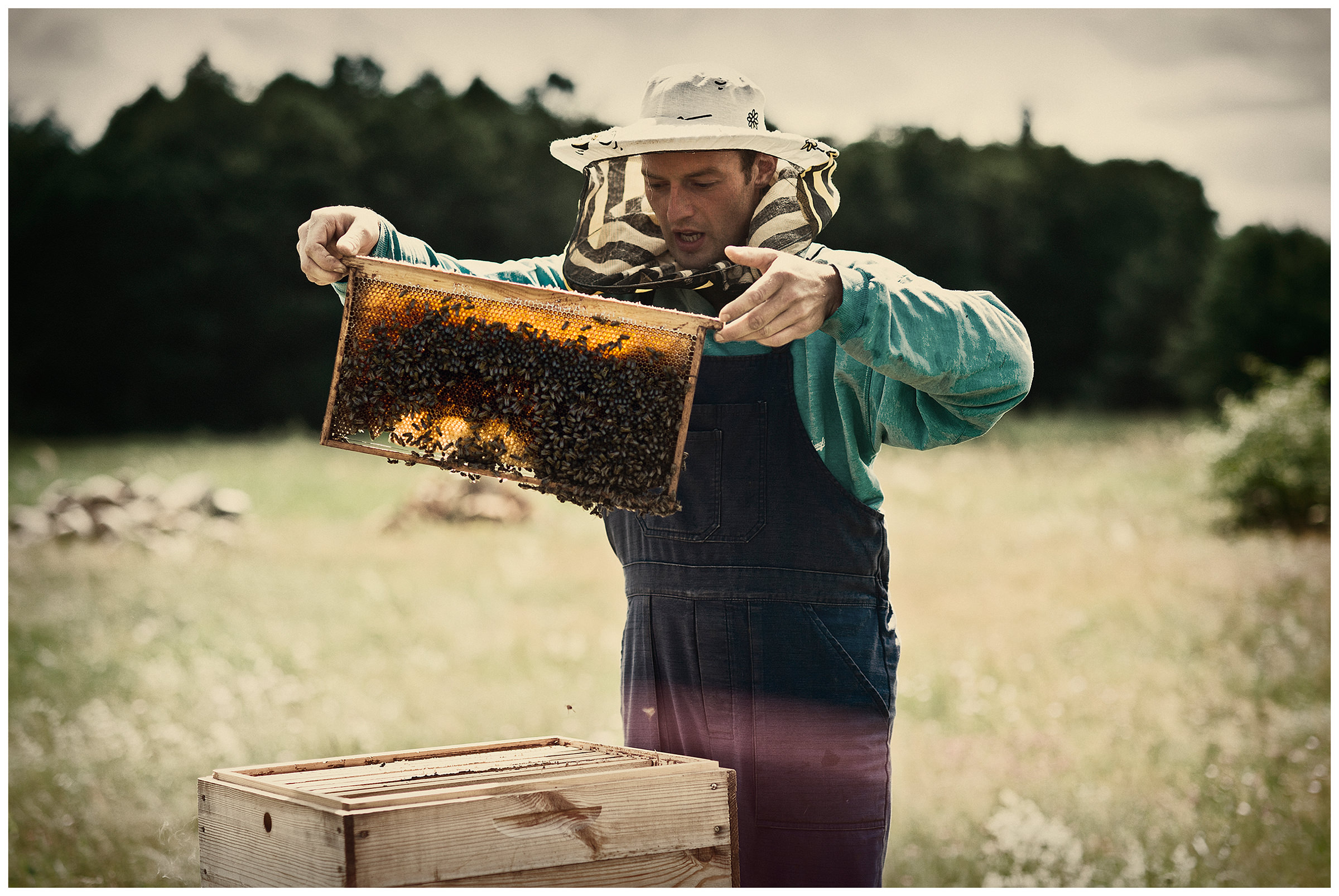 Belarus, village of Chereshlya. A man collects honey.