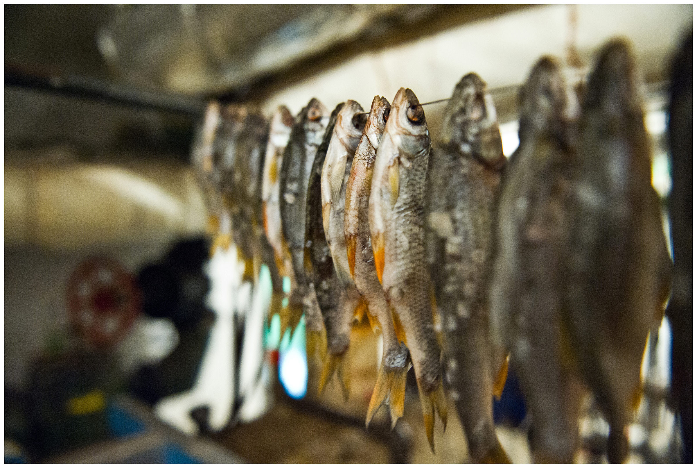 Minsk, Belarus, the publishing house "Pechatny Combinat". The fish caught by heaters dry in the boiler room.