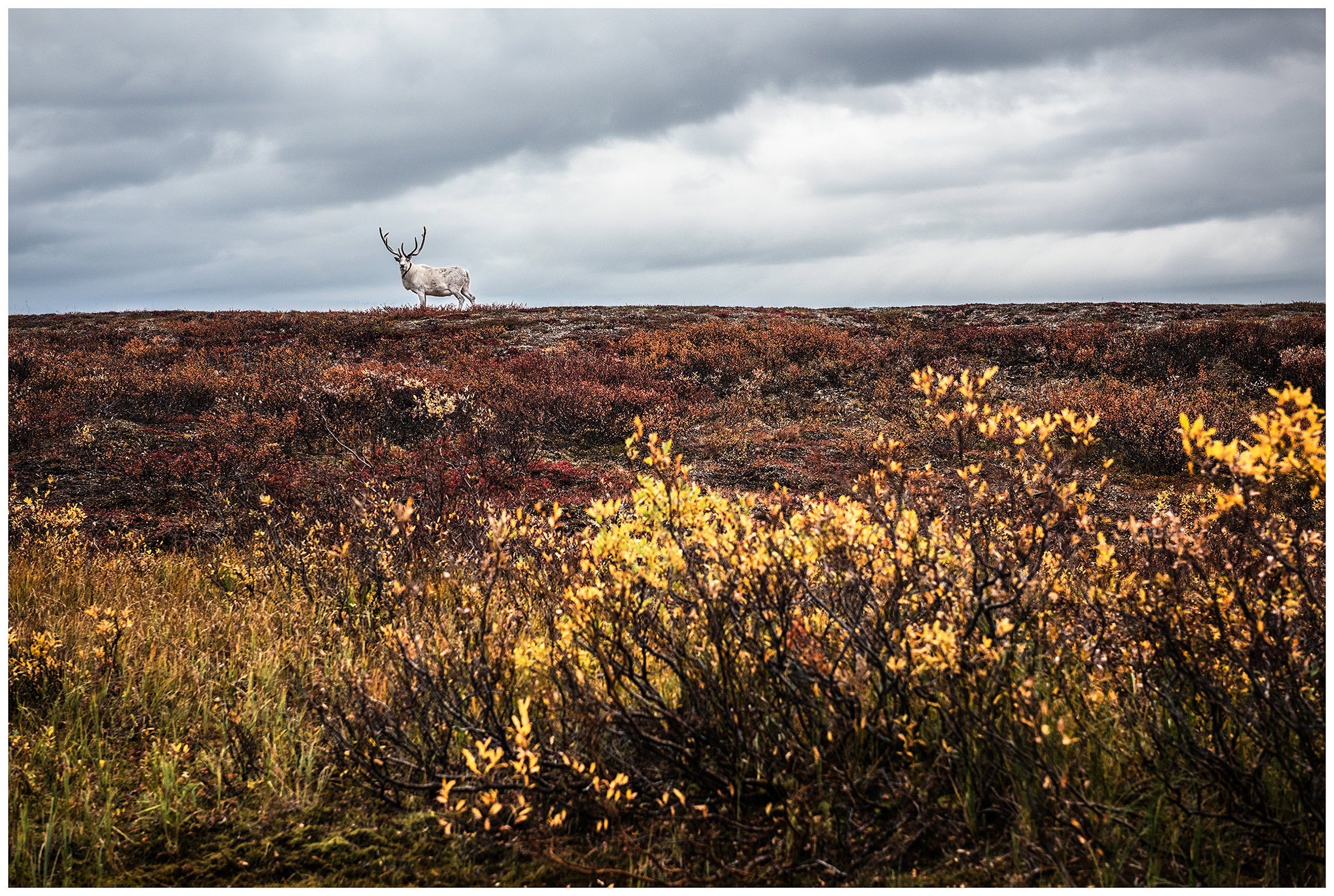 Nenets Autonomous Okrug, Komi Republic, Russia. A reindeer stands in the tundra.