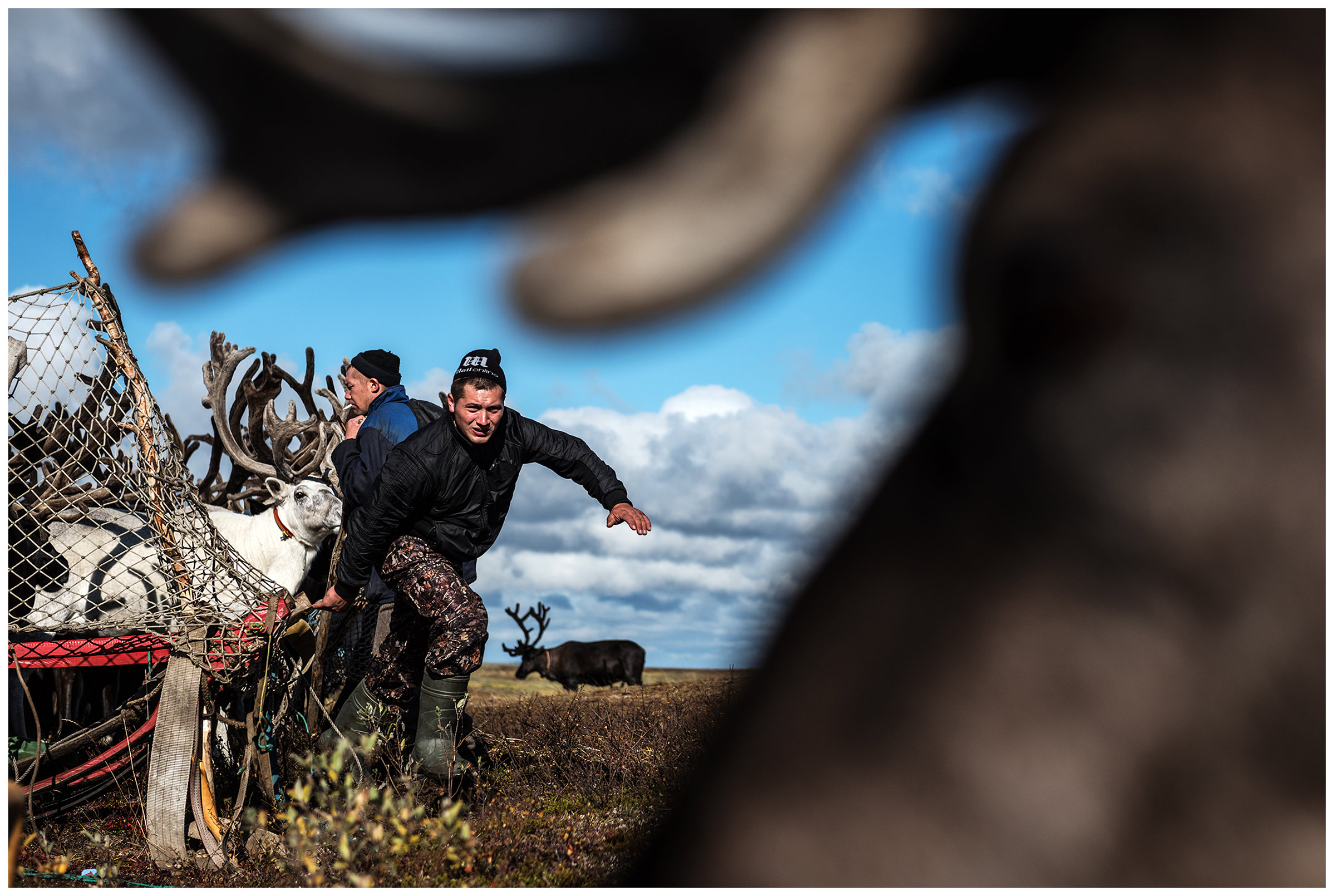 Nenets Autonomous Okrug, Komi Republic, Russia. Reindeer herders gather their animals together.