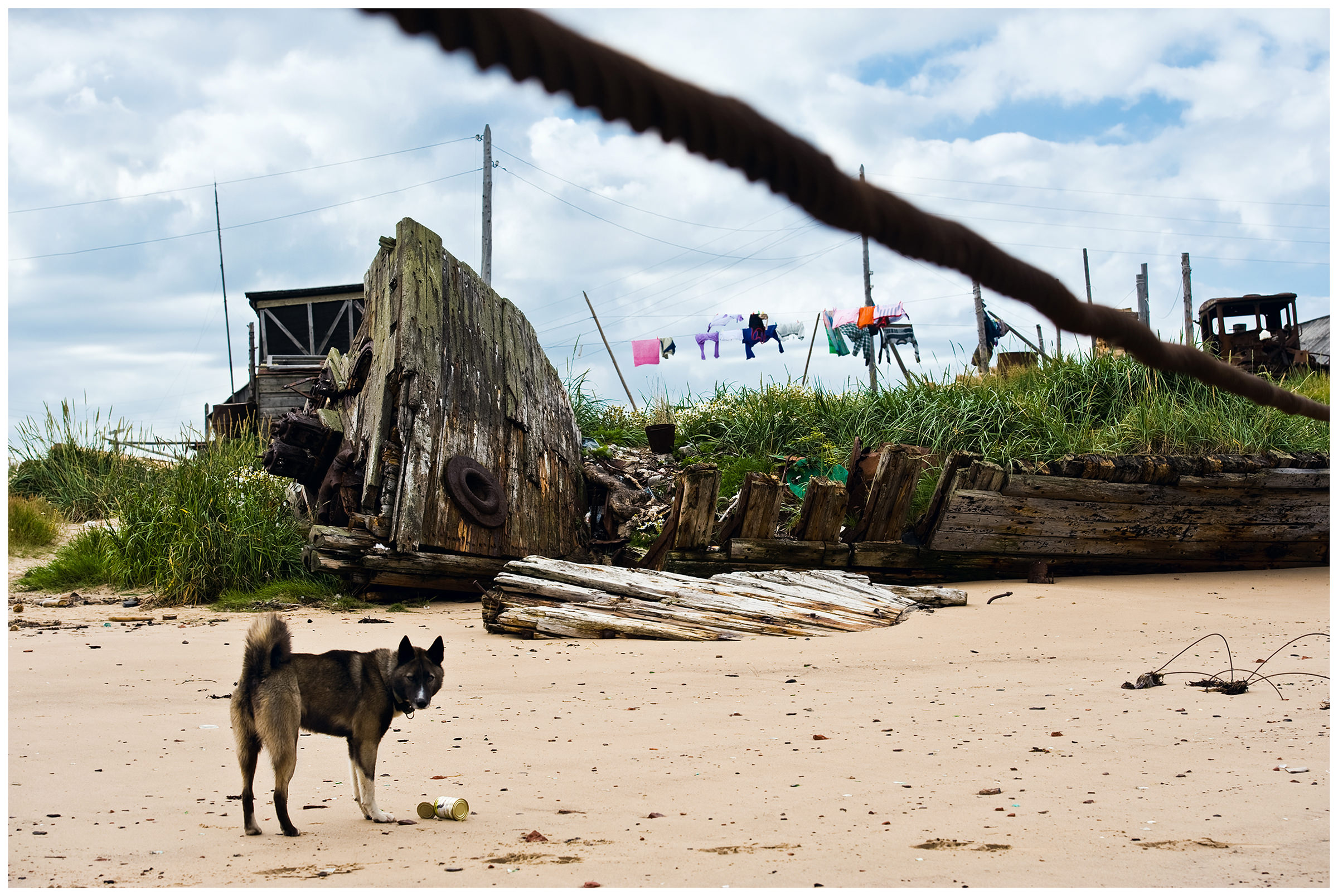 Shoyna village, Russia. A dog stands in front of a shipwreck.