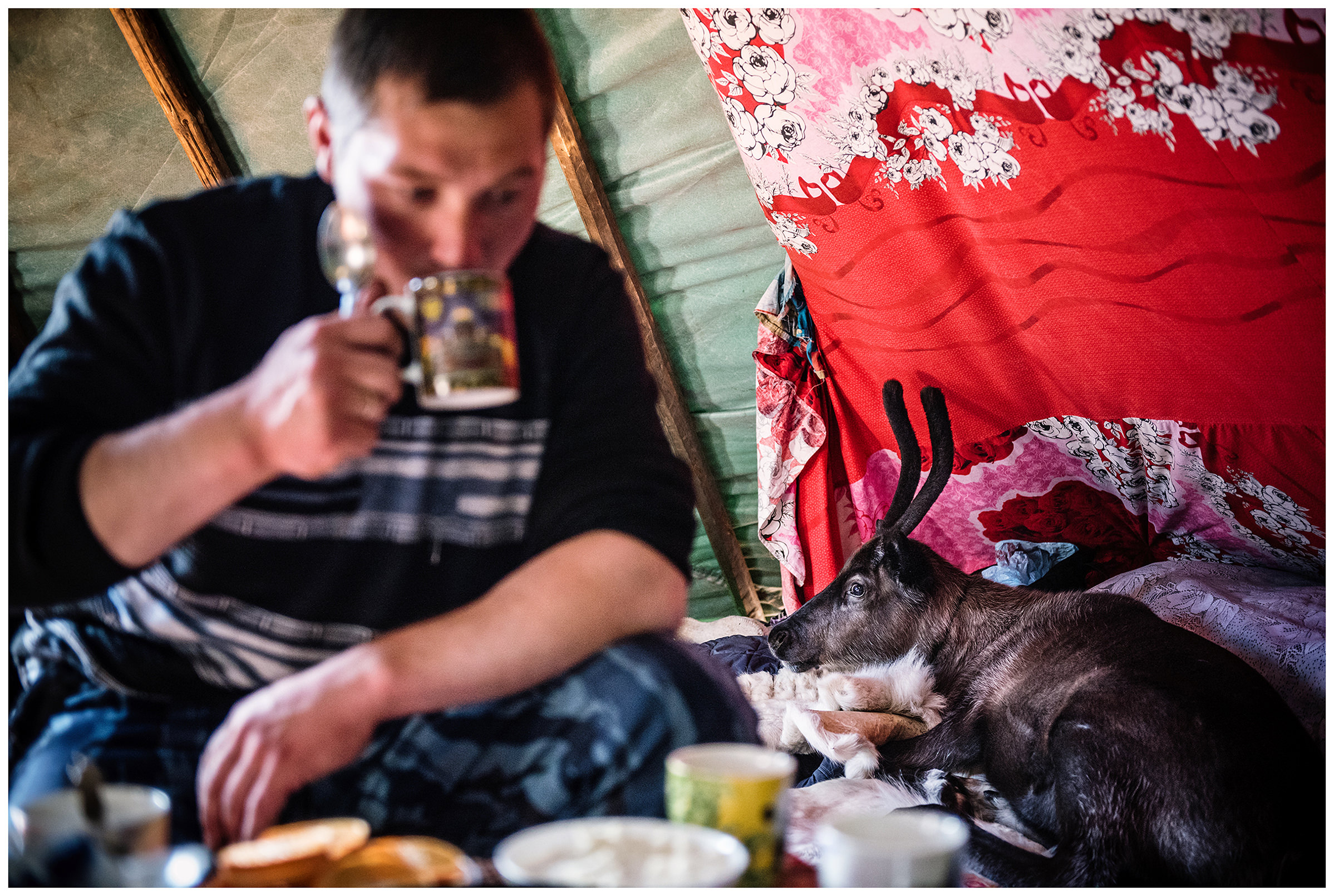 Nenets Autonomous Okrug, Komi Republic, Russia. A reindeer herder drinks tea in his tent. Next to him lies a young reindeer.