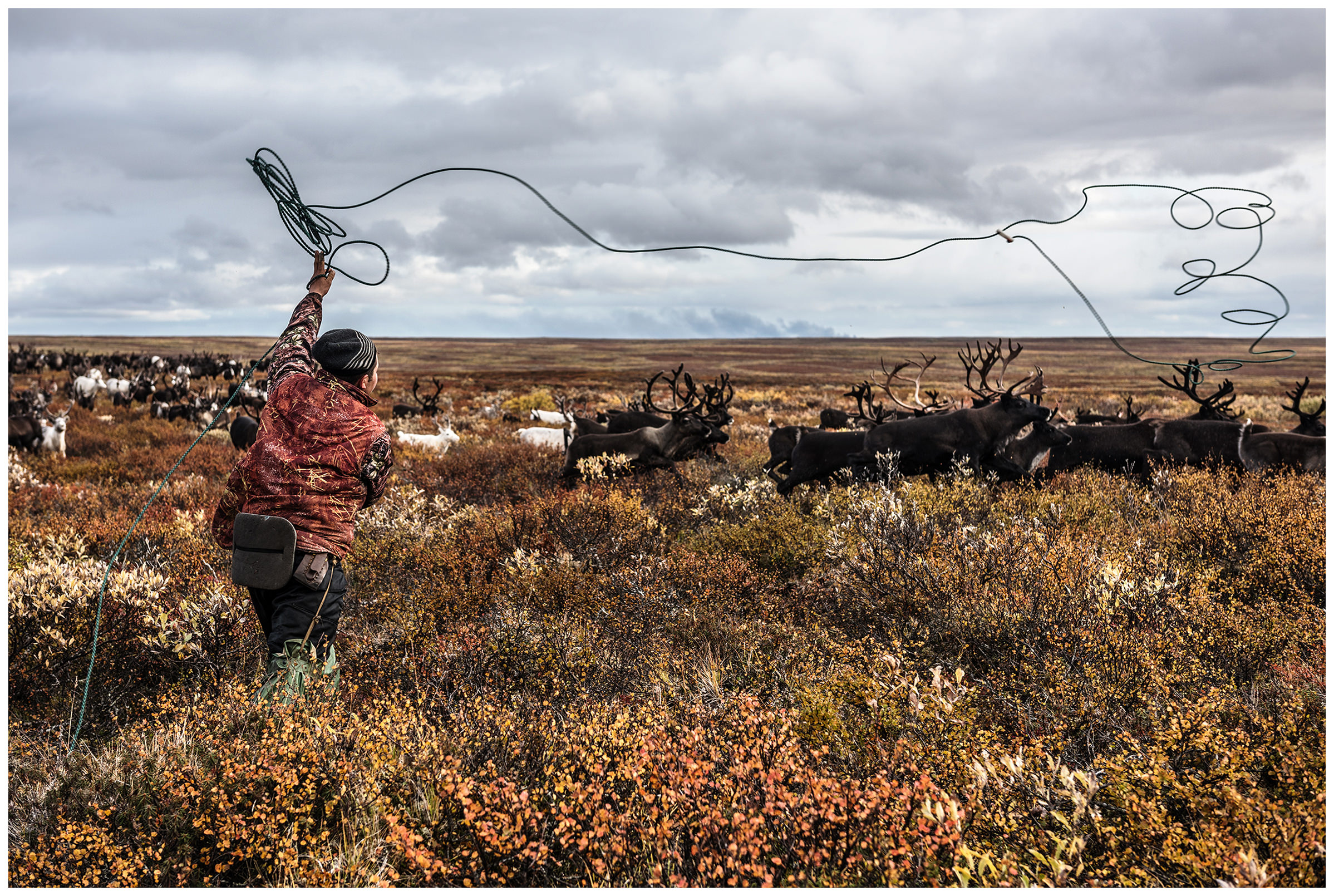 Nenets Autonomous Okrug, Komi Republic, Russia. A reindeer herder catches reindeer with a lasso.