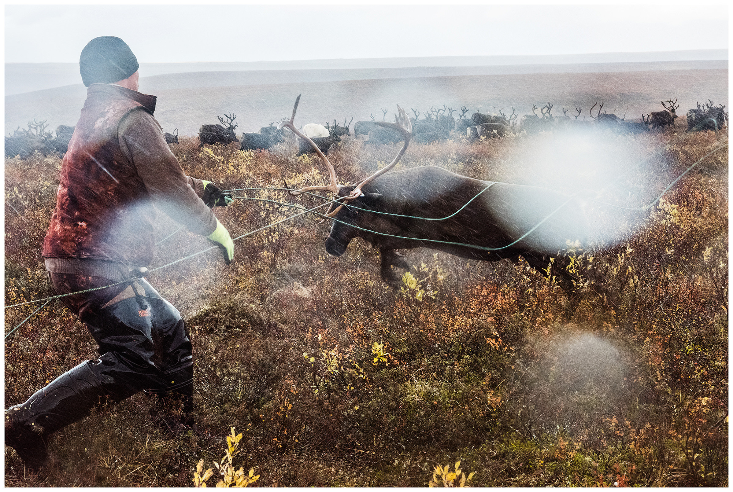 Nenets Autonomous Okrug, Komi Republic, Russia. A reindeer herder catches reindeer with a lasso.