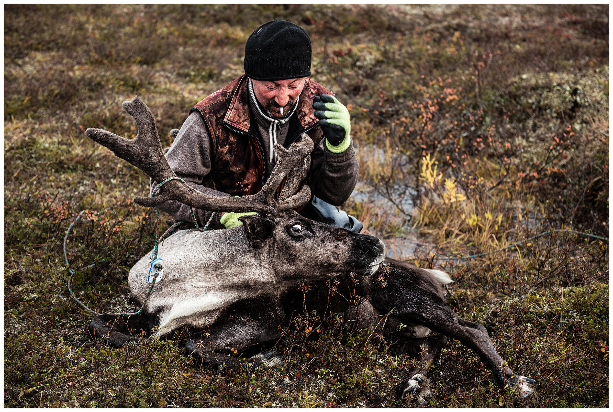 Nenets Autonomous Okrug, Komi Republic, Russia. A reindeer herder is recovering next to a reindeer he captured with a lasso.