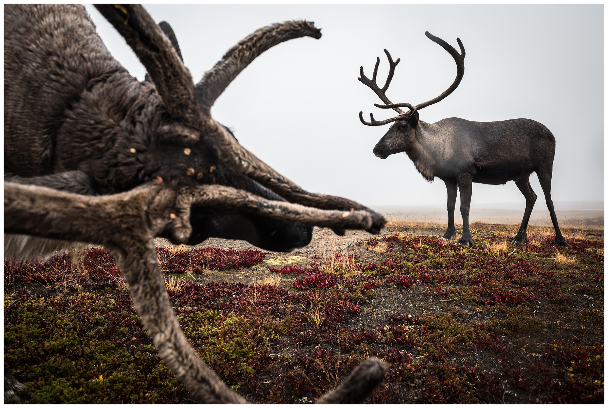 Nenets Autonomous Okrug, Komi Republic, Russia. Two reindeer stand in the tundra.