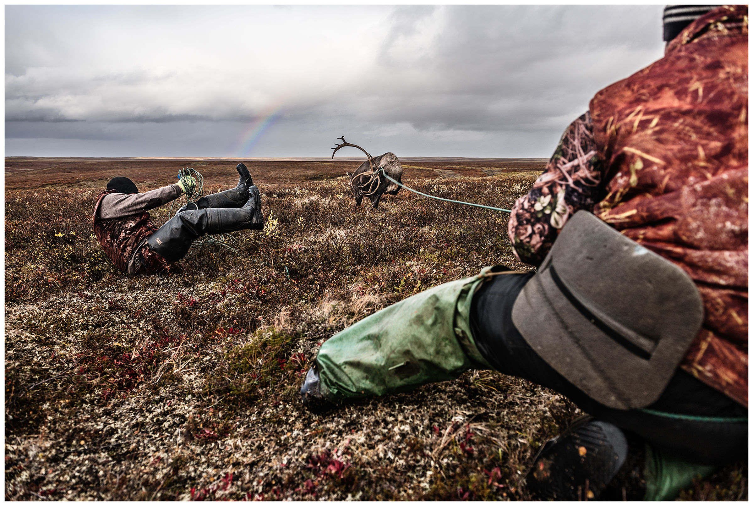 Nenets Autonomous Okrug, Komi Republic, Russia. Two reindeer herders catch a reindeer with a lasso in front of a rainbow.
