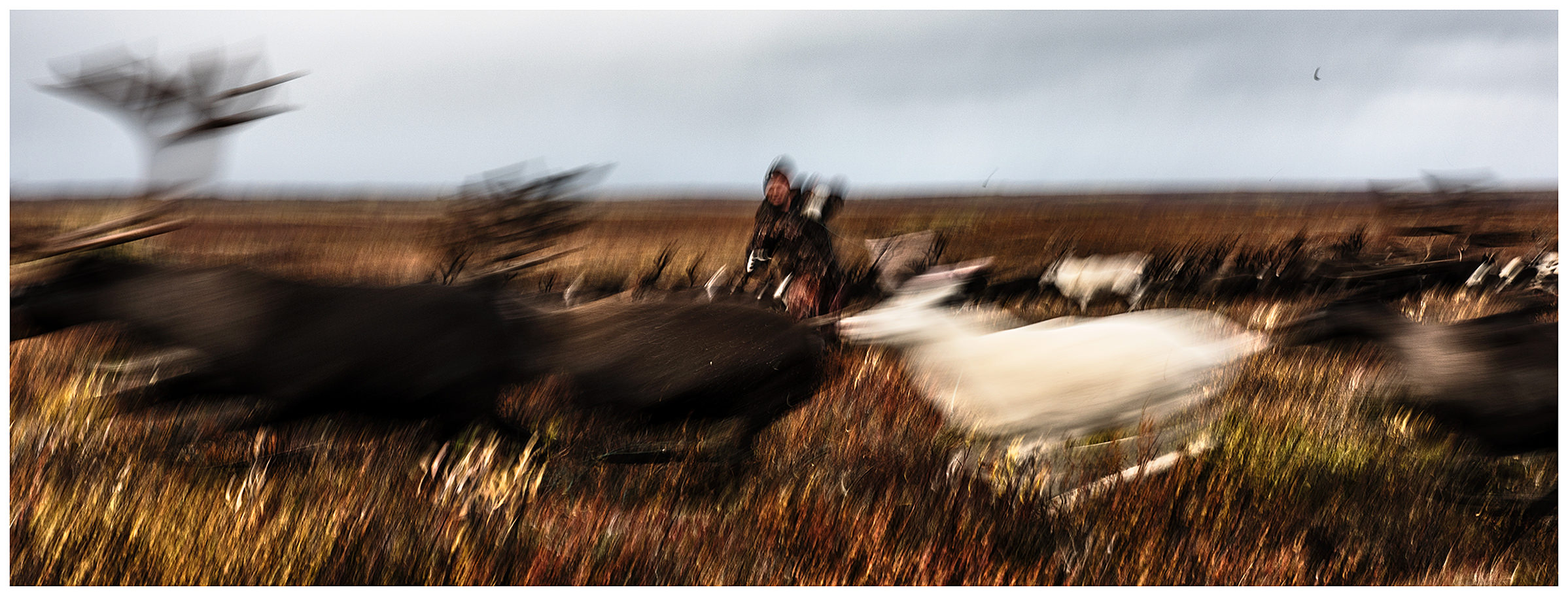 Nenets Autonomous Okrug, Komi Republic, Russia. A reindeer herder catches reindeer with a lasso.