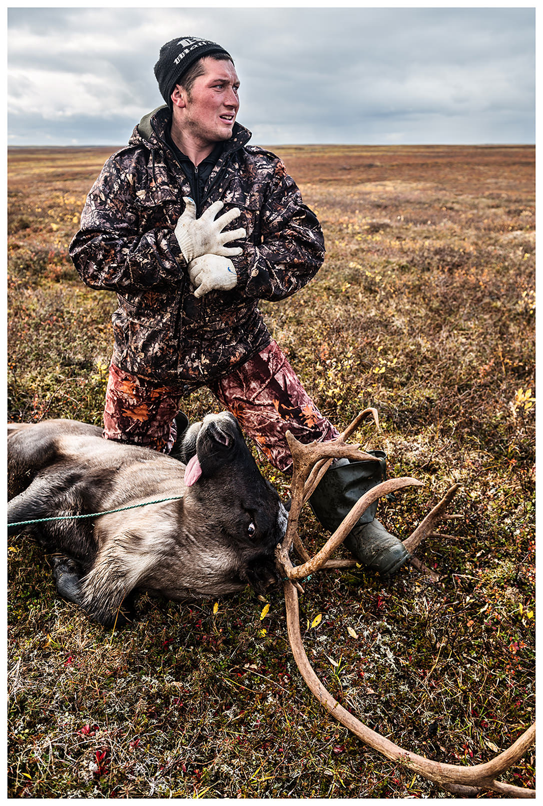 Nenets Autonomous Okrug, Komi Republic, Russia. A reindeer herder is recovering next to a reindeer he captured with a lasso.