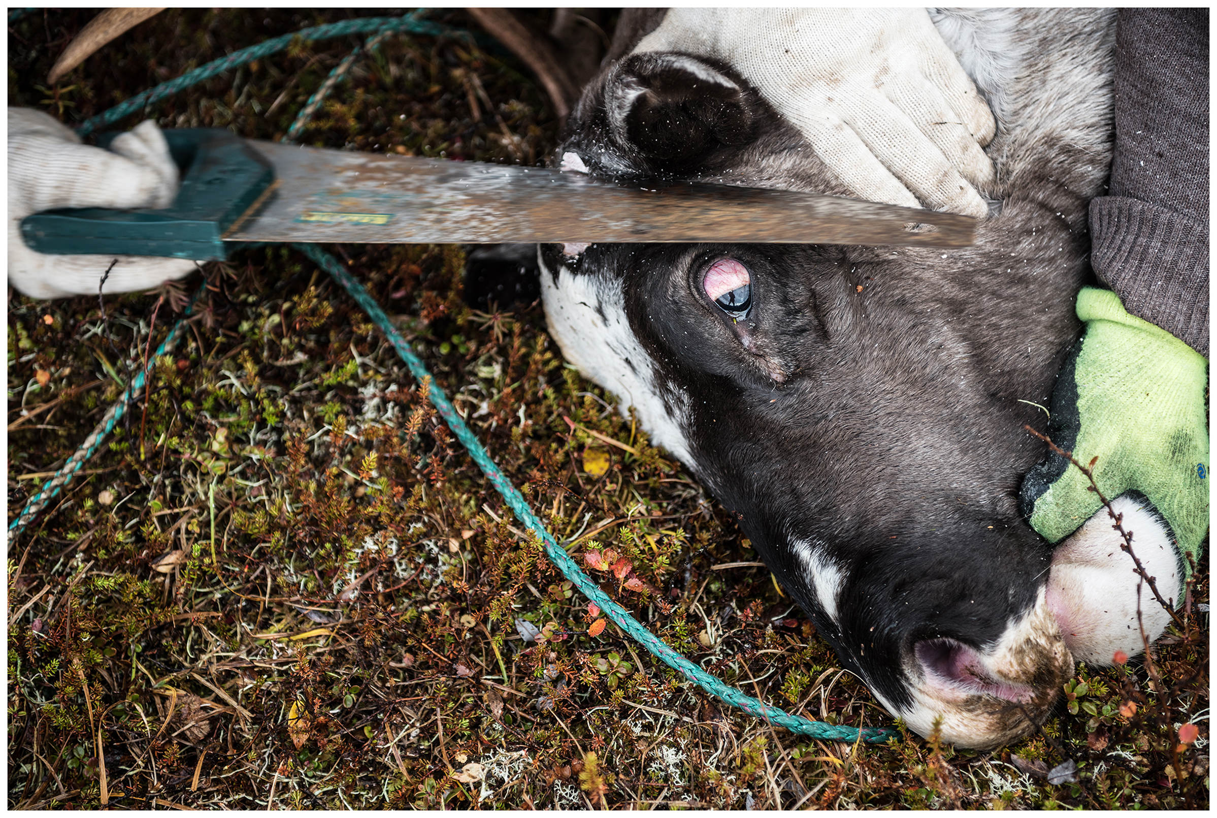 Nenets Autonomous Okrug, Komi Republic, Russia. A reindeer herder saws off a reindeer's horns.