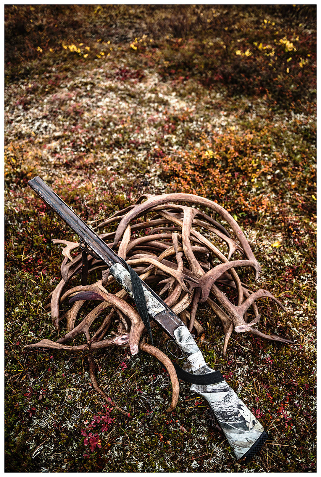Nenets Autonomous Okrug, Komi Republic, Russia. A rifle lies on the sawn off reindeer horns.