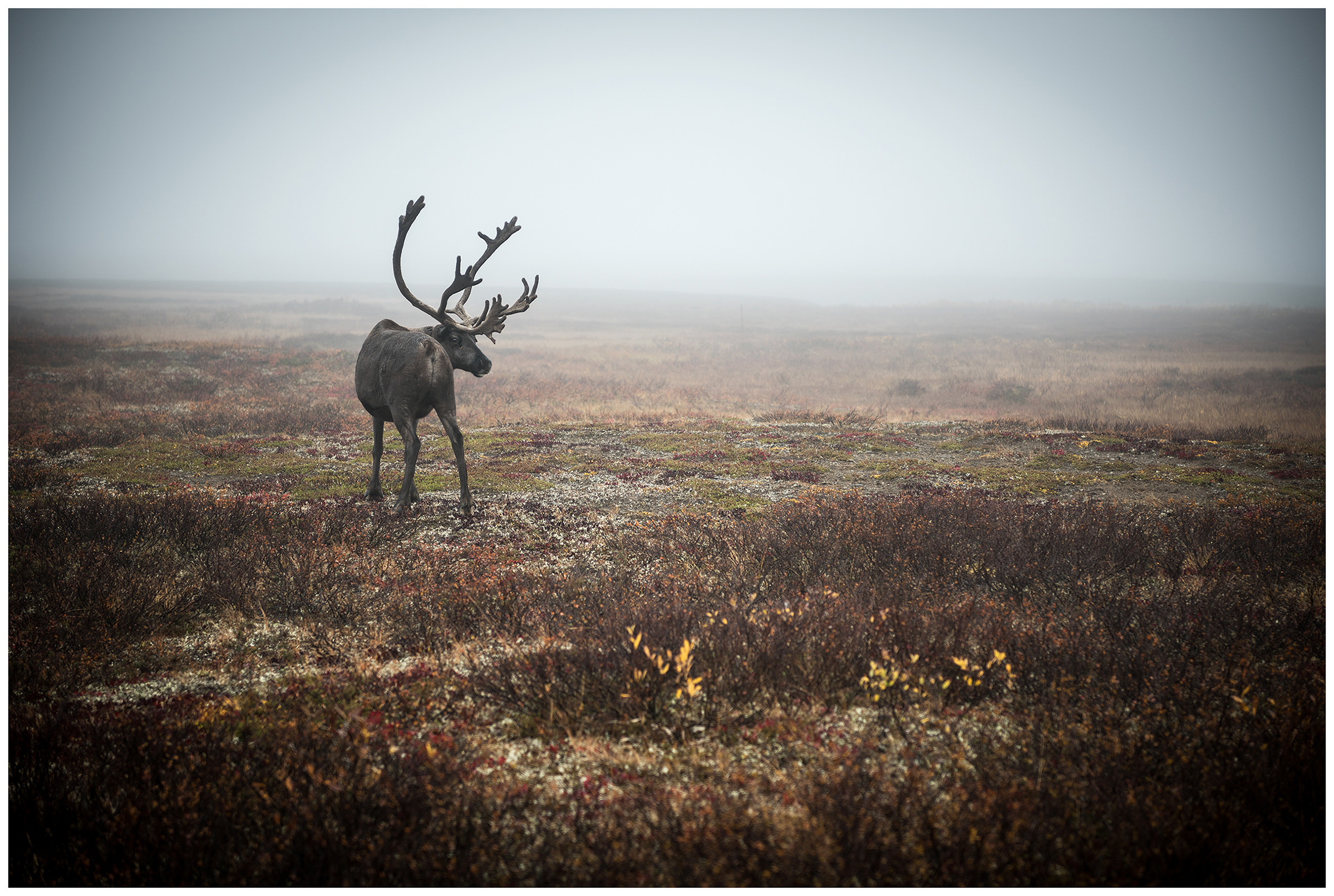 Nenets Autonomous Okrug, Komi Republic, Russia. A reindeer stands in the tundra.