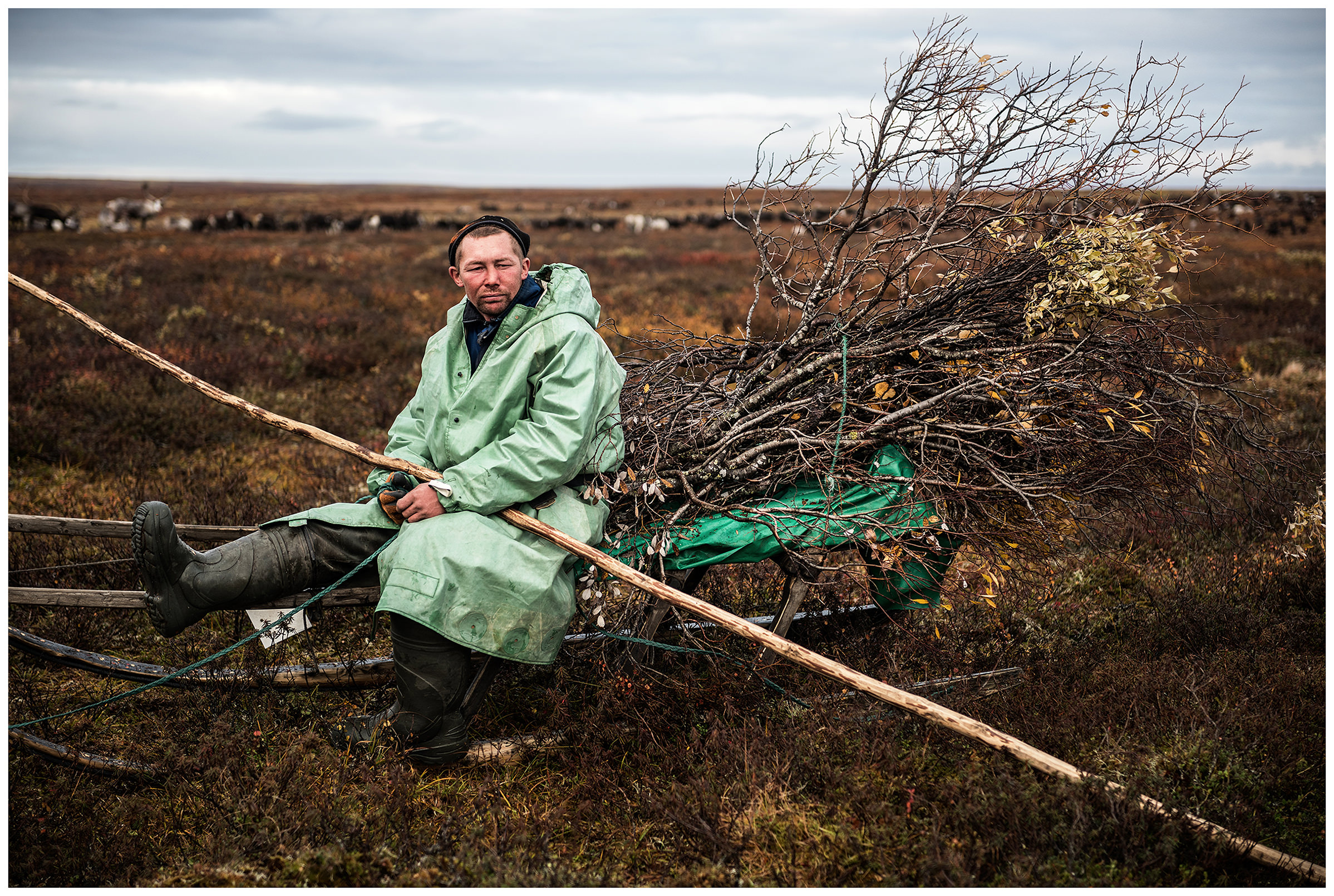 Nenets Autonomous Okrug, Komi Republic, Russia. A reindeer herder sits on the sledge with the collected firewood.