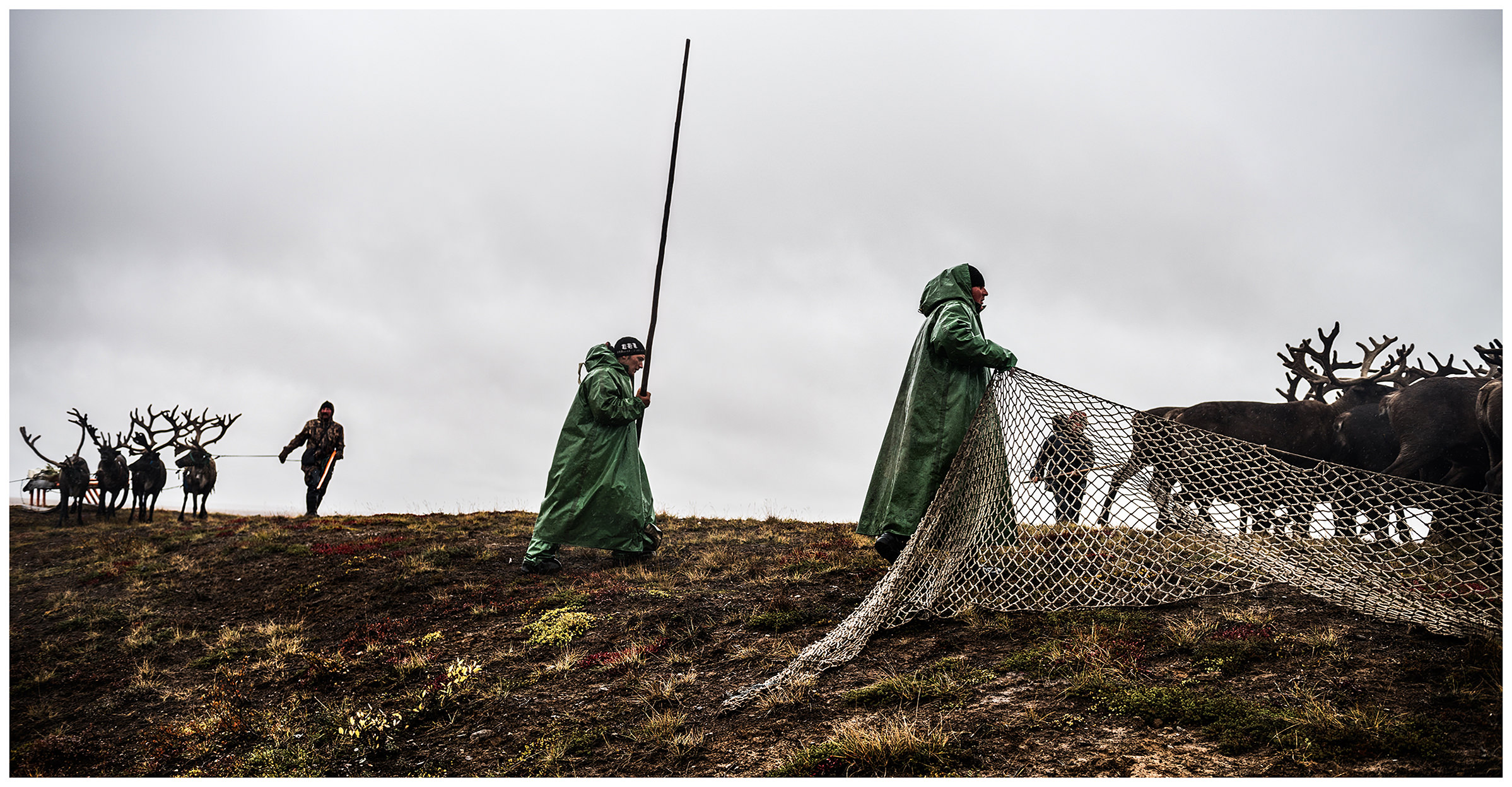 Nenets Autonomous Okrug, Komi Republic, Russia. Reindeer herders gather their animals together.
