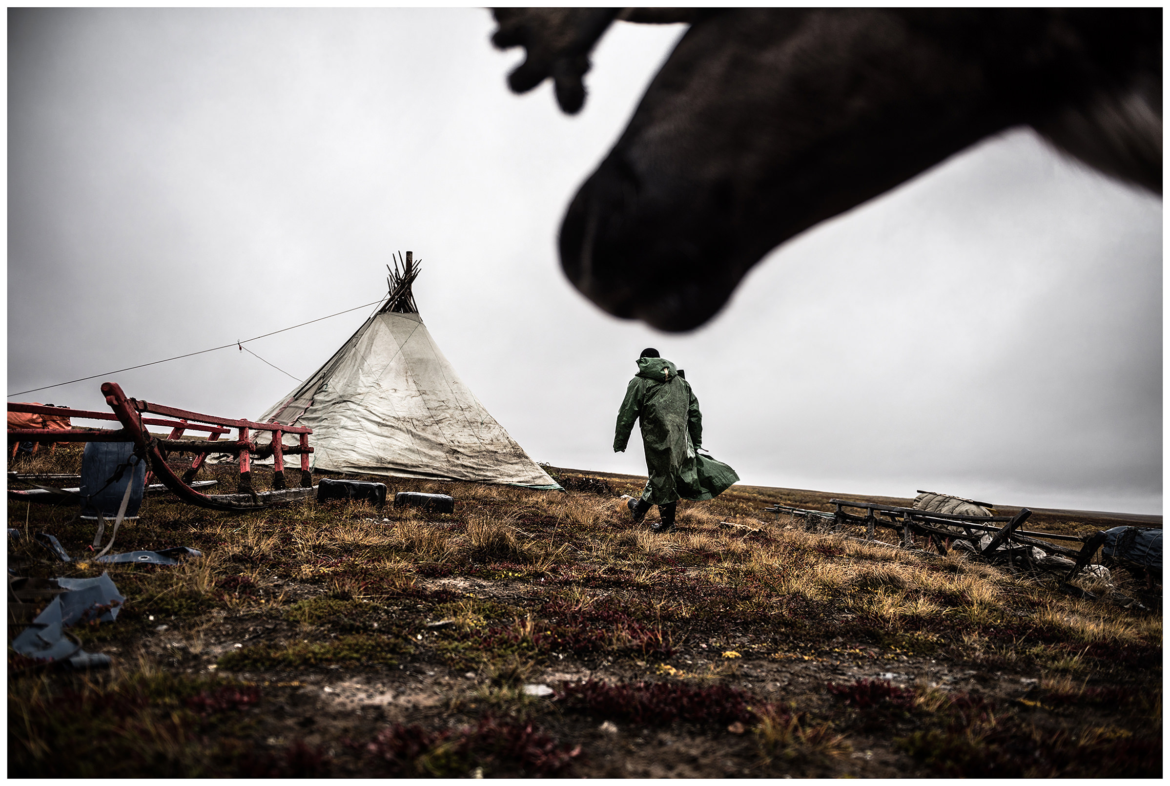 Nenets Autonomous Okrug, Komi Republic, Russia. A reindeer herder goes to his tent.
