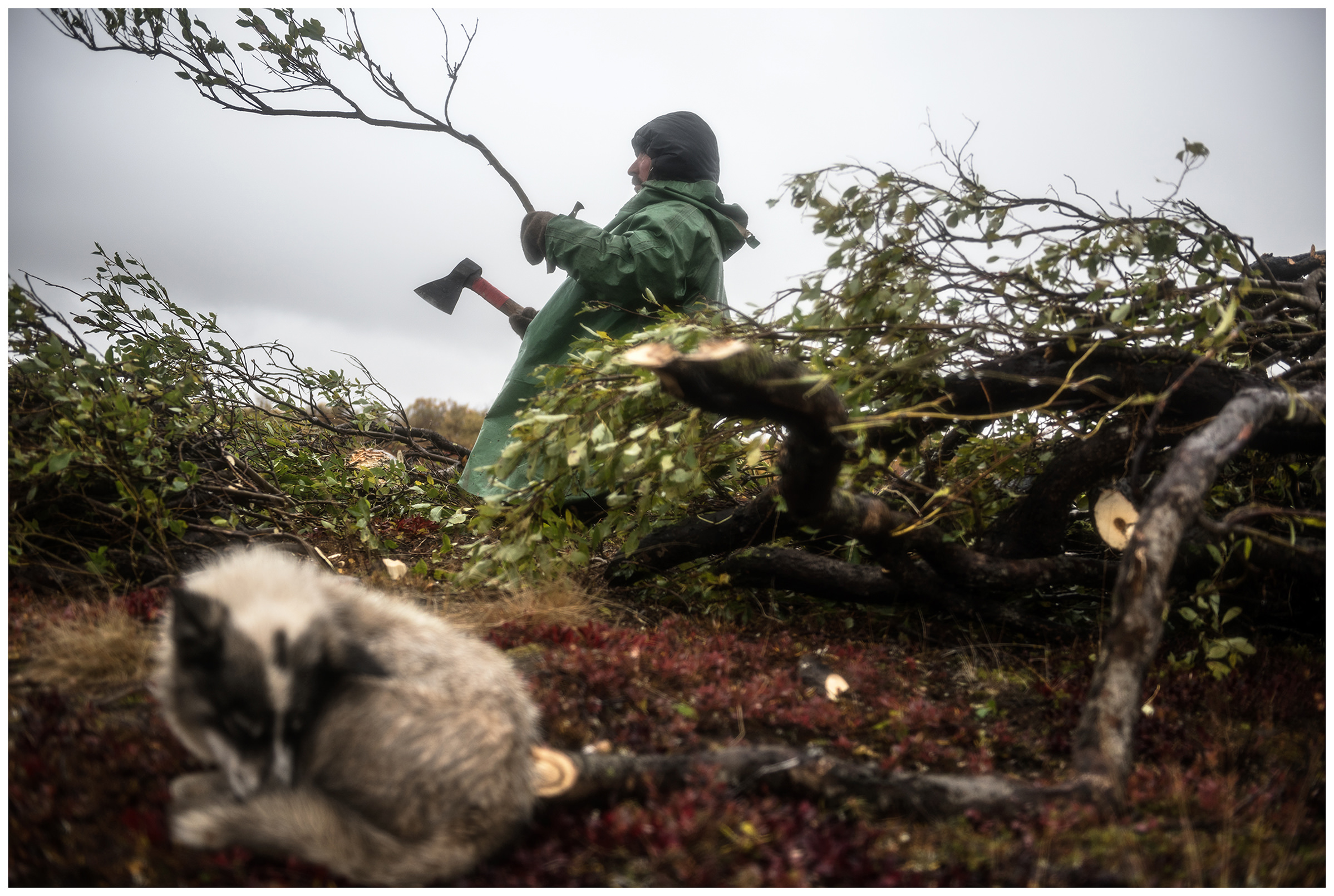 Nenets Autonomous Okrug, Komi Republic, Russia. A reindeer herder chops firewood.