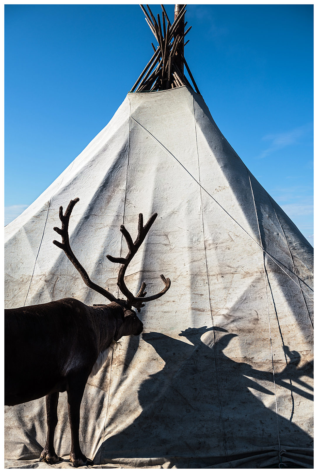 Komi Republic, Russia. A reindeer stands in front of a Komi tent.