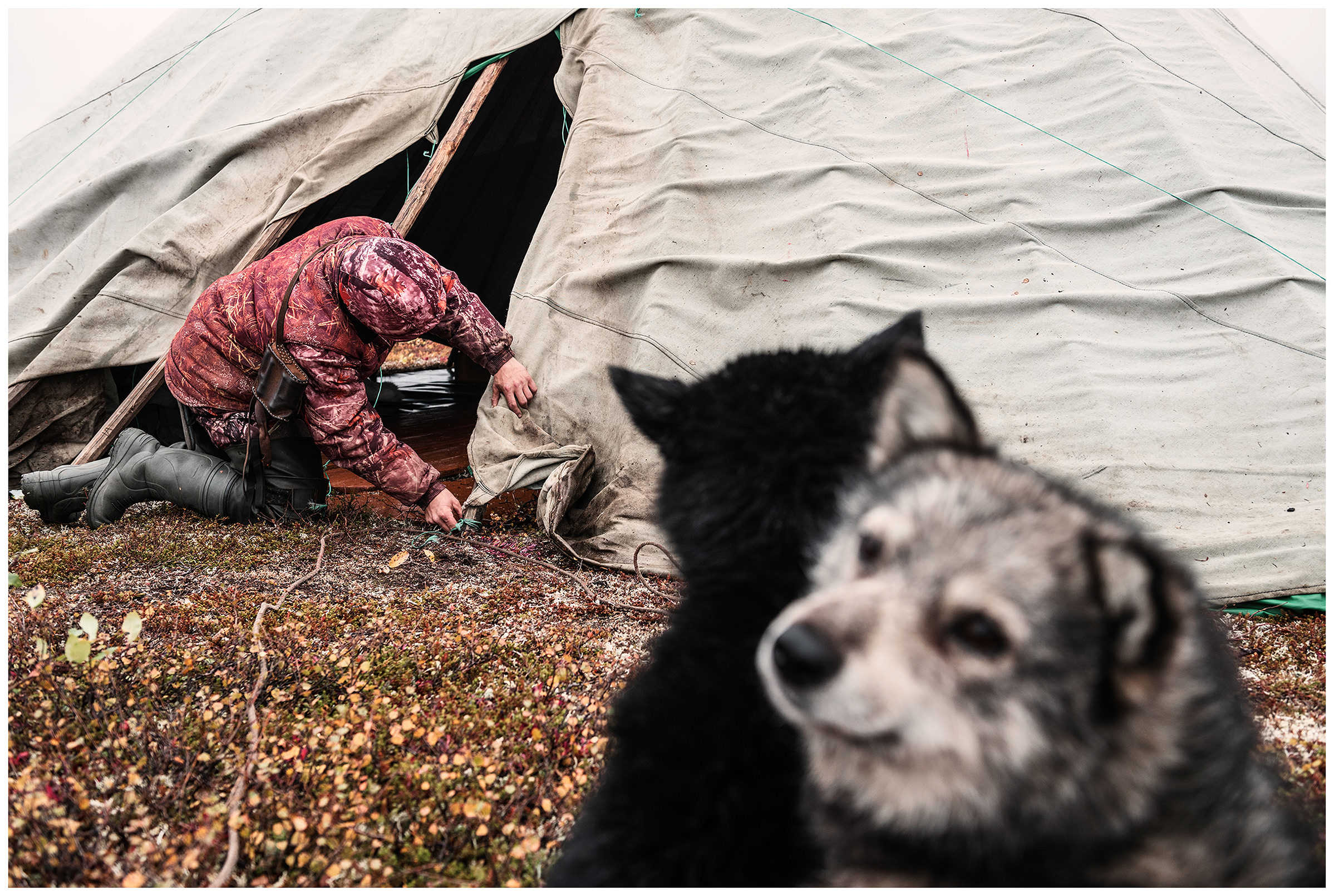 Nenets Autonomous Okrug, Komi Republic, Russia. Dogs watching a reindeer herder dismantle his tent.