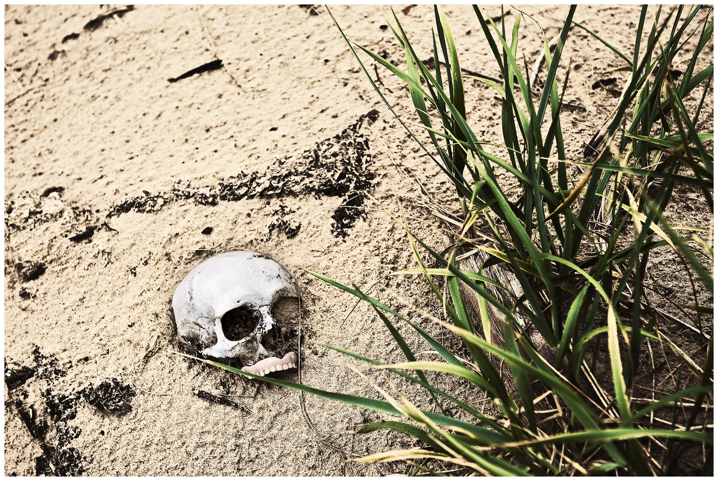 Shoyna village, Russia. A skull with an artificial denture lies in the sand on a cemetery.