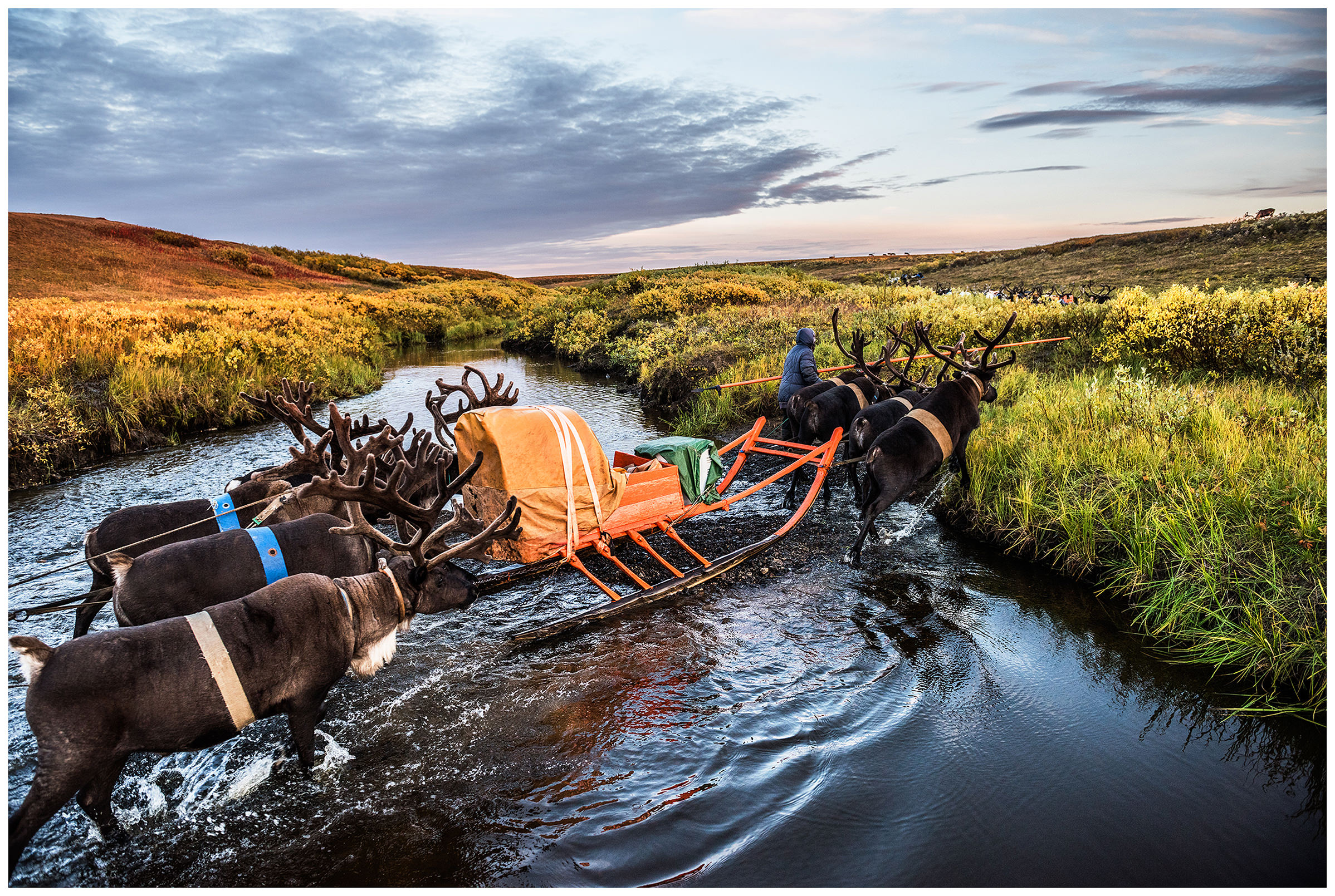Nenets Autonomous Okrug, Komi Republic, Russia. Nomads with their reindeer cross a river.