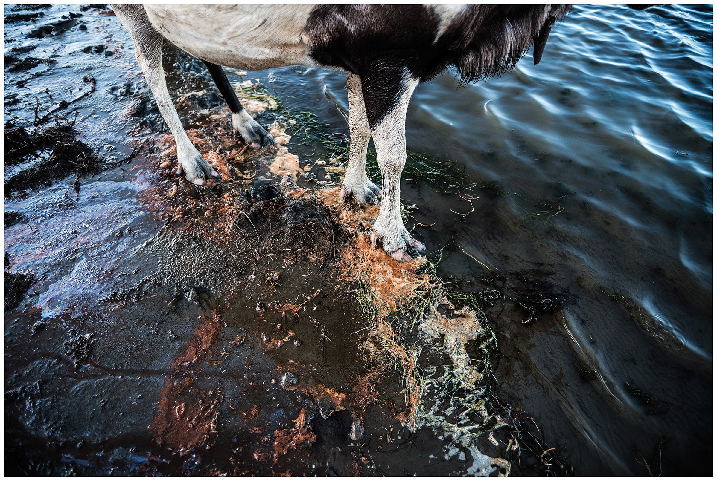 Nenets Autonomous Okrug, Komi Republic, Russia. A reindeer stands in a polluted river.