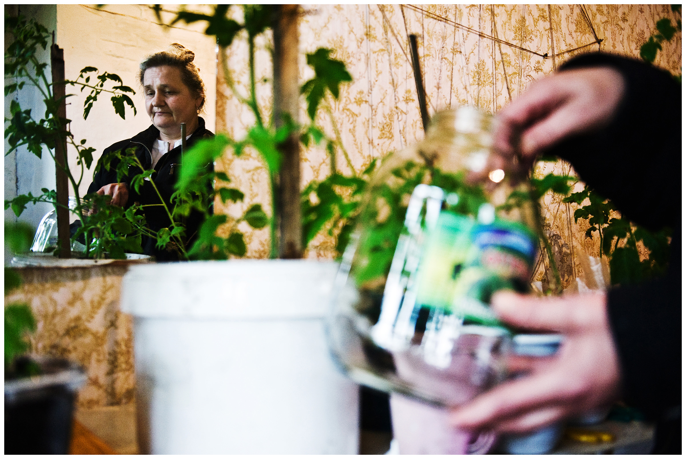Shoyna village, Russia. A woman watering her plants and cucumbers.