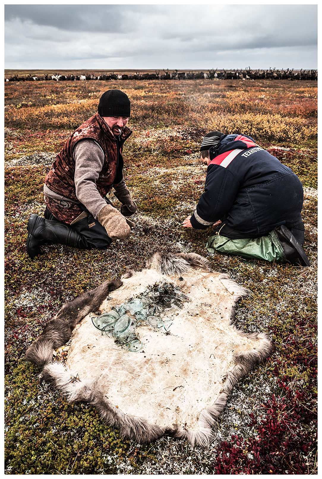 Nenets Autonomous Okrug, Komi Republic, Russia. Komi nomads collect in the tundra shards of glass.