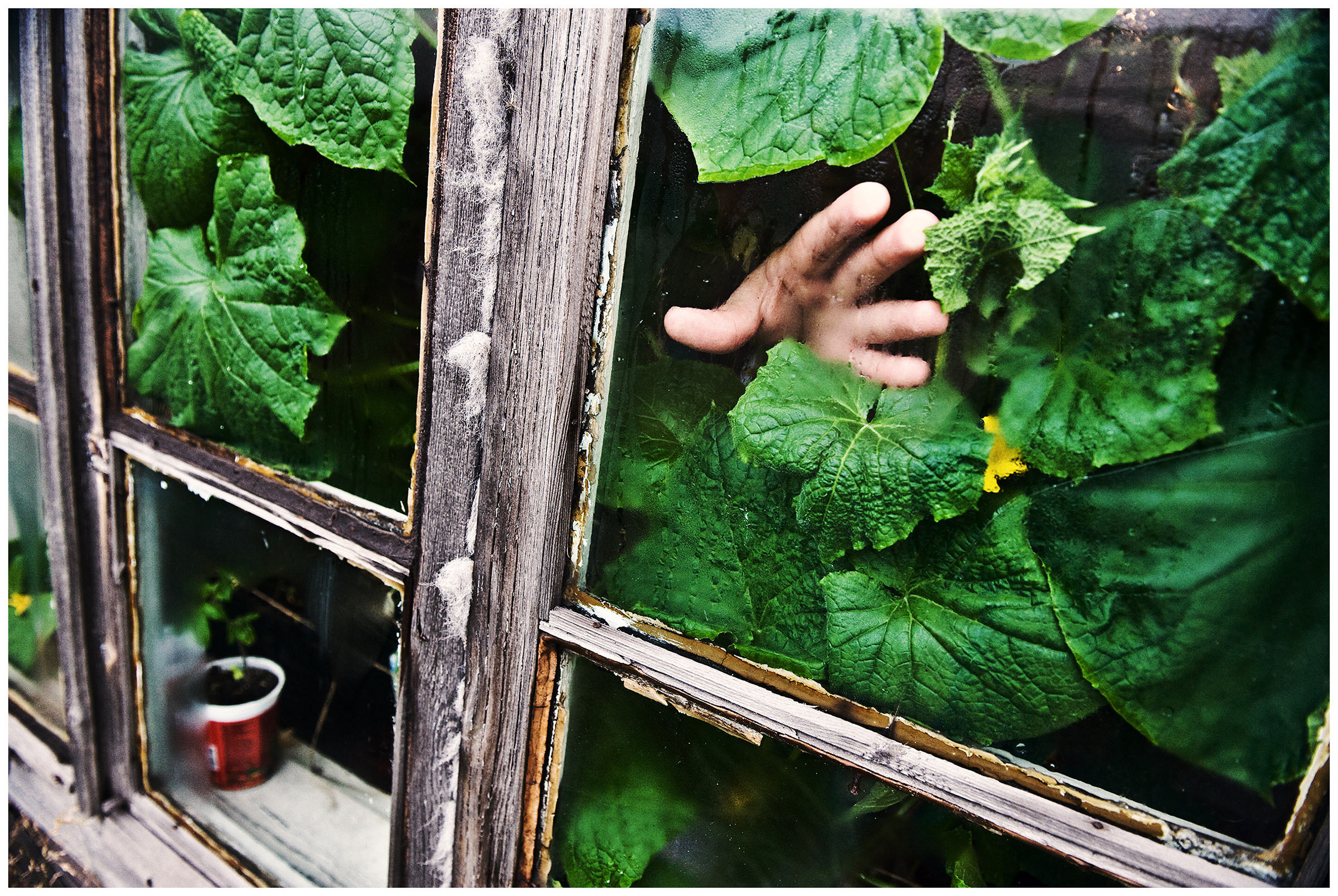 Shoyna village, Russia. A woman watering her plants and cucumbers.