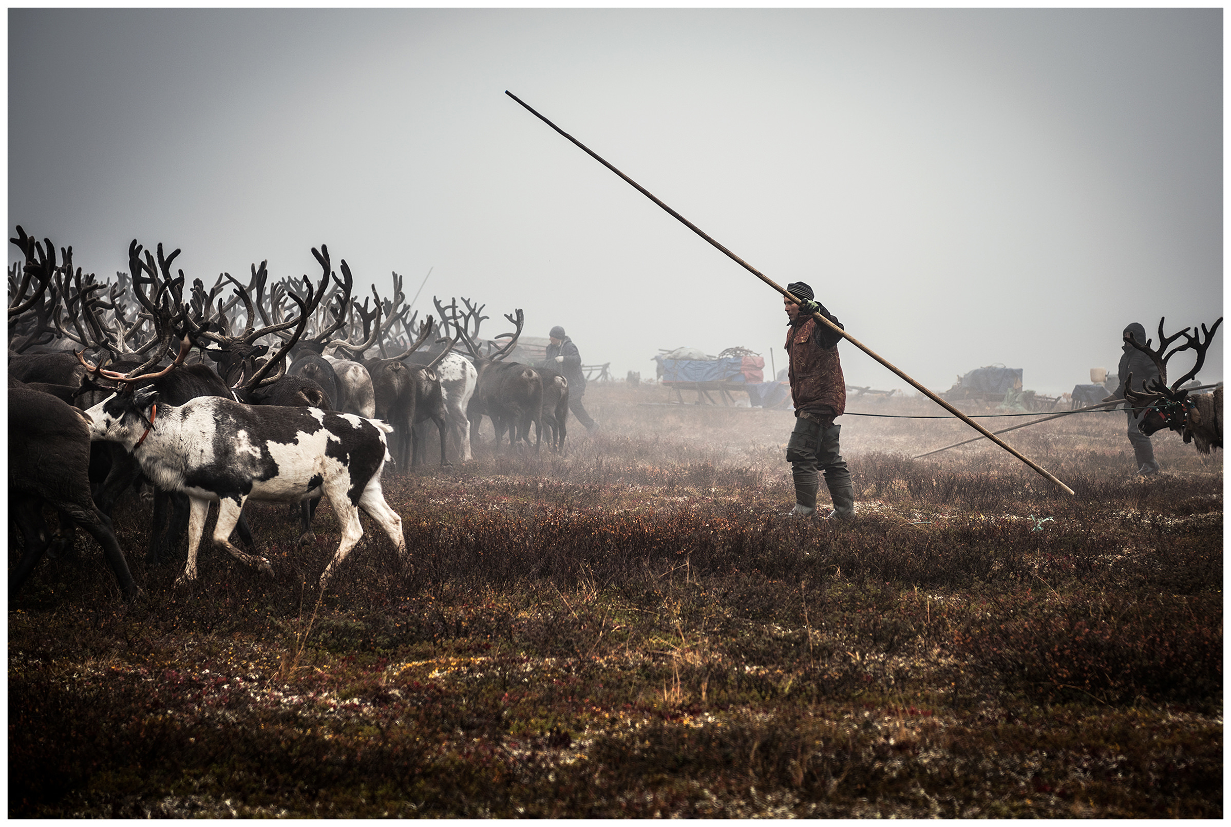 Nenets Autonomous Okrug, Komi Republic, Russia. A reindeer herder collects his reindeer.