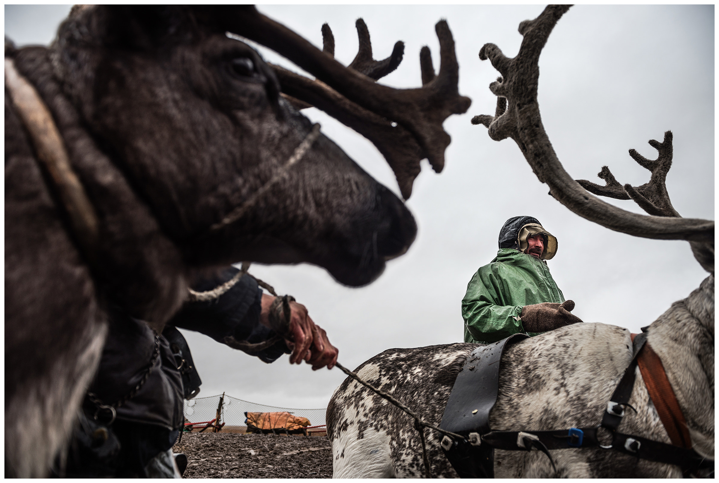 Nenets Autonomous Okrug, Komi Republic, Russia. Reindeer herders gather their animals together.