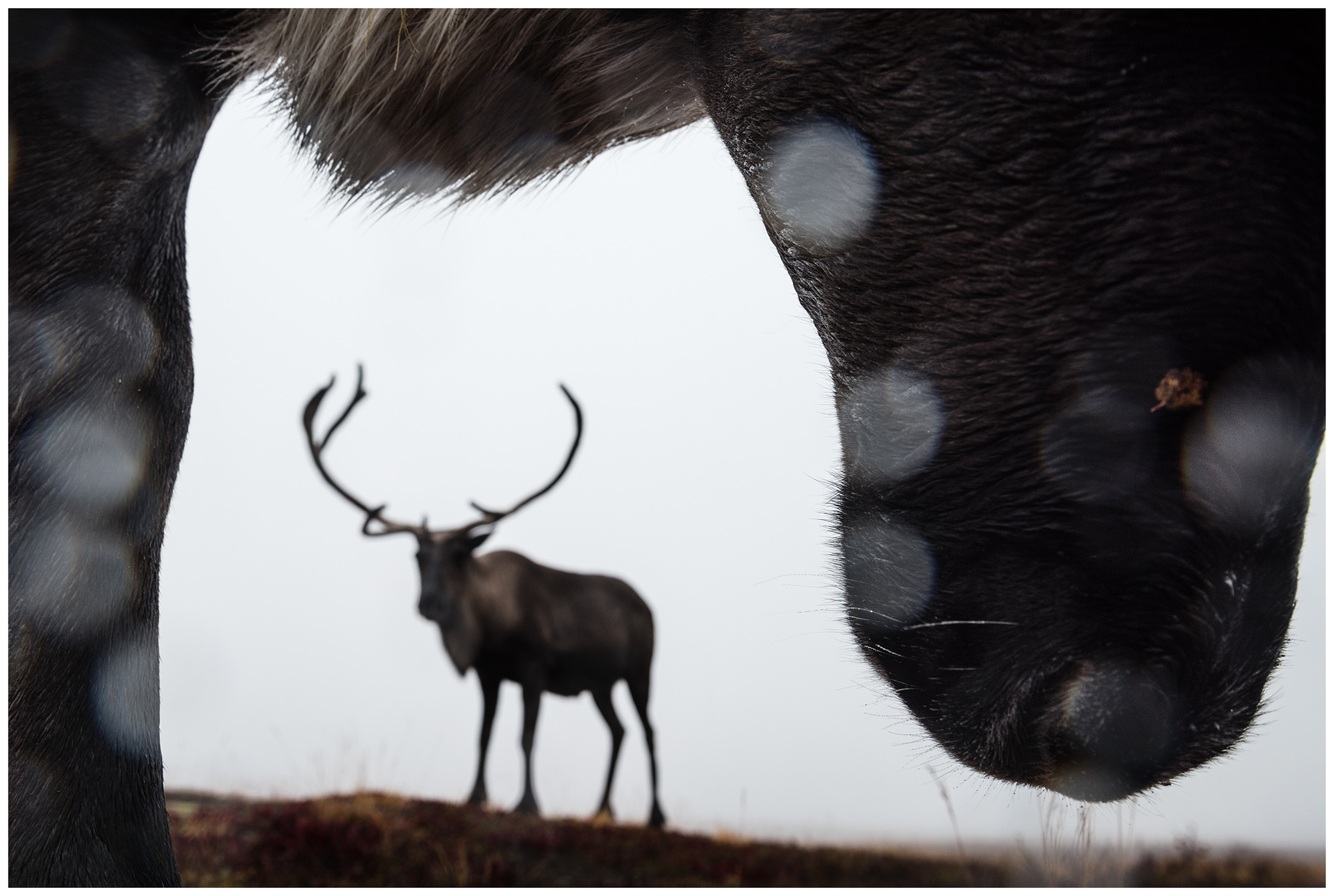 Nenets Autonomous Okrug, Komi Republic, Russia. Two reindeer stand in the tundra.