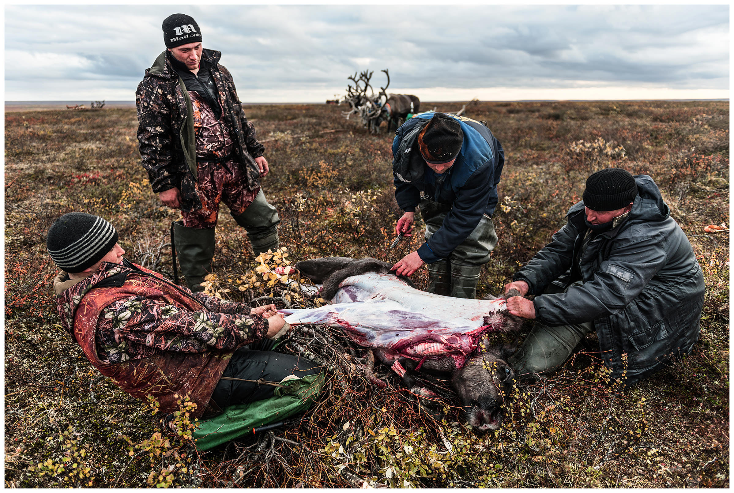 Nenets Autonomous Okrug, Komi Republic, Russia. Reindeer herders skin a reindeer.