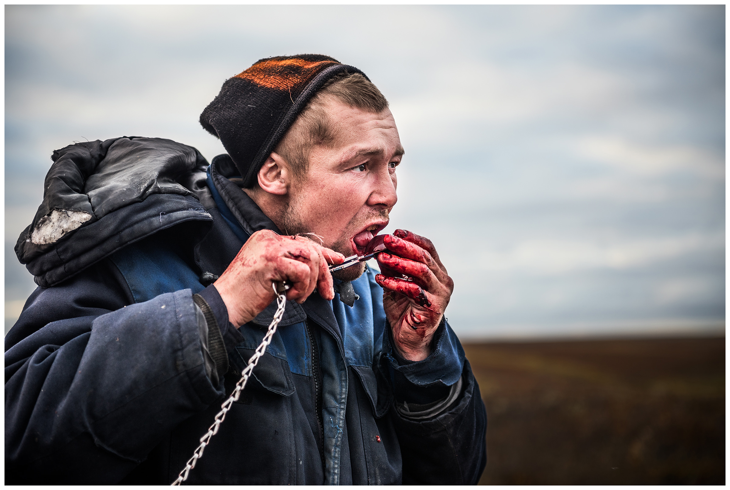 Nenets Autonomous Okrug, Komi Republic, Russia. A reindeer herder eats a raw kidney from a reindeer.