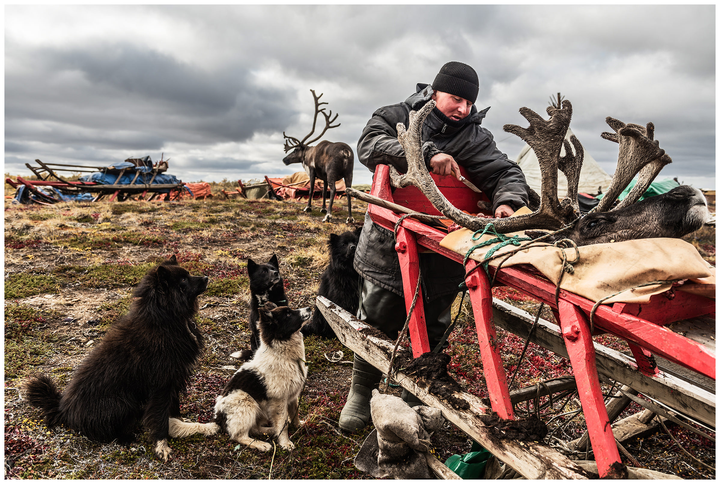 Nenets Autonomous Okrug, Komi Republic, Russia. A reindeer herder cuts pieces of meat for the dogs from a reindeer head.
