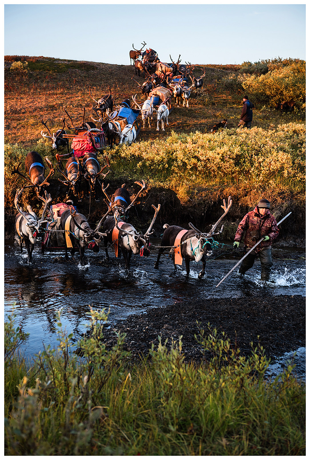 Nenets Autonomous Okrug, Komi Republic, Russia. Nomads with their reindeer cross a river.
