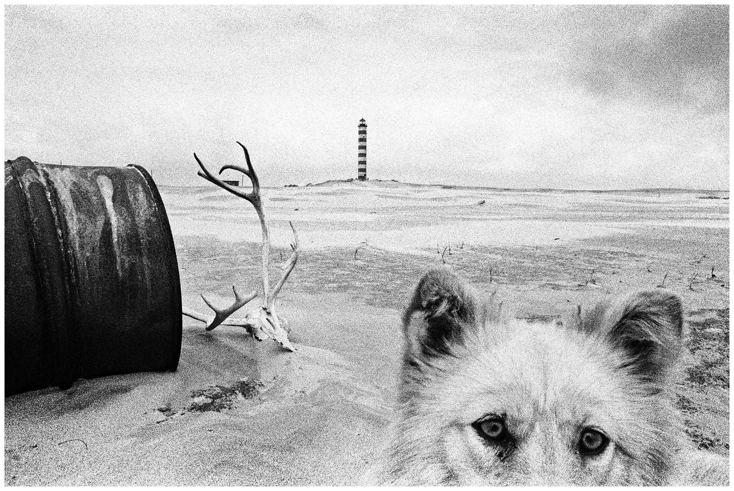 A dog stands next to a reindeer skull and a barrel in front of a lighthouse