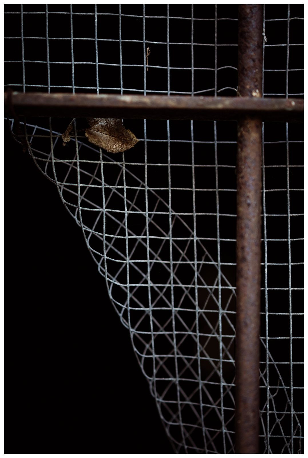 Miliou, Cyprus. A window with a grid and a tree leaf.